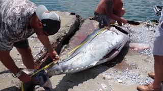 Tuna Tuesday - 500lb bluefin tuna at Stellwagen Bank