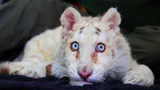 White Tiger Cub Found in Trash Bin Outside Zoo in Greece
