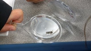 Vector Control Goes To School