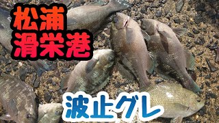 松浦市滑栄港❗波止グレ❗マジカグレ❗