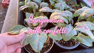 รีวิว : Syngonium milk confetti เงินไหลมาด่างชมพู สายหวานต้องมีติดบ้าน ไม้ฟอกอากาศ