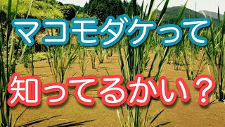 【マコモダケ】って知ってるかい？