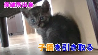 【File.1】保健所から子猫を引き取りました