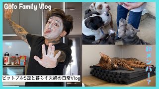 ピットブル5匹と暮らす夫婦の何気ない日常Vlog【アメリカンピットブル】