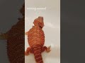 relaxing morning beardeddragon beardies 鬃獅蜥 鬆獅蜥 healing asmr bonding pet 寵物日常 寵物生活