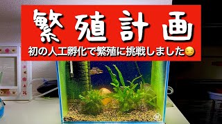 繁殖計画　インカ50の人工孵化に挑戦！上手く人工孵化が成功するのか！？😁