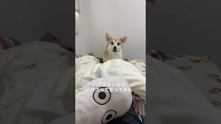 【検証】ハウスないのにハウスって言ってみた#short #shortvideo #コーギー #ドッキリ #corgi