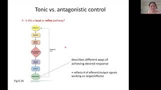 Tonic vs antagonistic control 1