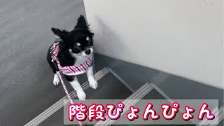 階段ピョコピョコ上るのが好きなチワワ