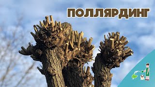 Как удержать деревья обрезкой. Поллярдинг