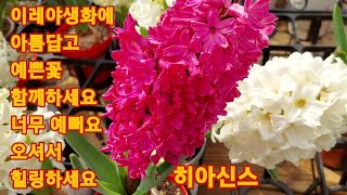 653회. 이레야생화에 아름다운 봄꽃과 함께하세요.