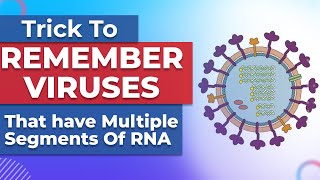 Viruses That Have Multiple Segmented RNA: What You Need To Know