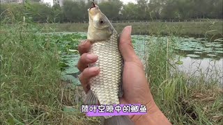 雨后钓鱼，荷叶空隙中的鲫鱼真不错