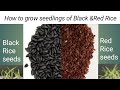 How to get seedlings from Black Rice and Red Rice seeds