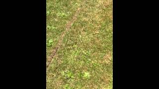 Pitballs first reaction to pet safe electric fence, stubborn dog