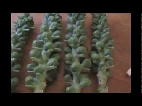 Brussel Sprouts_How to Grow Brussel Sprouts Brussel Sprouts_How to Grow Brussel Sprouts