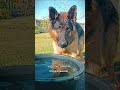 Один знакомый shorts foryou собака dog топ rek funny gsd прикол смех friends