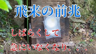 【 ニホンミツバチ 】探索蜂がこんなに来ています！👀しばらくして急にいなくなりました。飛来の前兆です！✨山間の日本ミツバチ 自然群