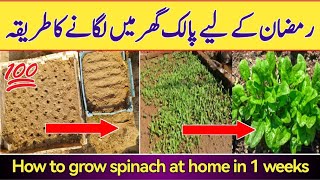 Spinach Container Gardening: Tips for Growing Spinach in Pots | Ghar par Palak Ugane ka Tarika