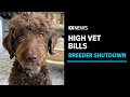 High vet bills for dogs from shutdown Tasmanian breeder | ABC News