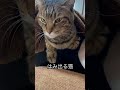 これがベスポジみたい 猫 猫のいる暮らし 野良猫から家猫へ 近距離ねこ こんぱち