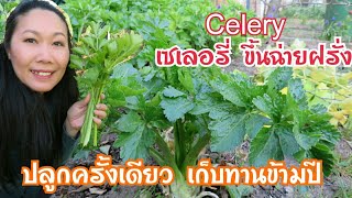 #Celery#ขึ้นฉ่ายฝรั่ง เซเลอรี่ ขึ้นฉ่ายฝรั่ง ปลูกครั้งเดียวเก็บทานข้ามปี พันธุ์อะไร เพาะช่วงไหน