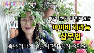 @좋을씨고 #Pelargonium 아이비 제라늄 삽목하기!  이제 어려워 마세요!