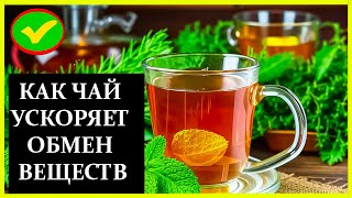 Как чай влияет на метаболизм?