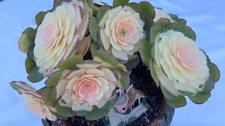 Korea Echeveria , Crested, korea Bonsai, Aonium Variegated for Sale