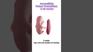 Fetus development 4-40 weeks of pregnancy #shorts #pregnancy #baby