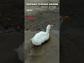 funny duck walk thathaka puthaka walking தத்தக்கா புத்தகா வாத்து jajo street