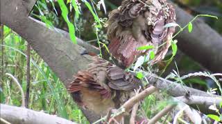 野鳥：コジュケイ＊オス：の囀り：大阪府淀川