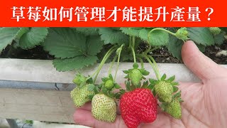 草莓用高架式栽培管理，現在已結實纍纍 | 阿星種植