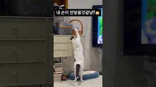 우당탕탕 고양이, 장난감 구하려다 자책골?! 😂 Oops, cat's toy adventure ends in self-inflicted trouble 😂