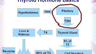 Interpreting Thyroid labs, part 1.Low TSH. Saul Marcus Naturopathic Doctor