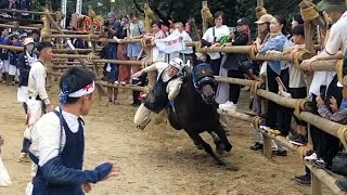 高浜おまんと祭り2024  駆け馬