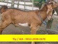 Pusat Kambing Qurban Jogja 2017, Tlp / WA : 0812-2838-0678