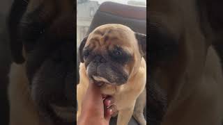 Tere khushbu se #pugged #animalphotos #subscribe #pugspugspugs #animalpictures #puppy #oscarcutest