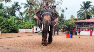 തൊട്ടാക്കാട്ടു വിനായകൻ 🐘നിലവ് | Thottakkattu vinayakan Elephant in Kerala |#Thottakkattu vinayakan