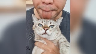 อยากบอกรักแมว ให้ทำแบบนี้? | How do you say?  i love my cats