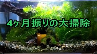 【ザリガニ水槽5号室：4ヶ月振りの大掃除とレイアウトプチ変更】【ザリガニ飼育の概念を打ち破れ！】