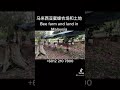 【大马细苏黄金地和岛】第十集：蜜蜂农场。episode 10 bee farm