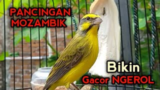 PANCINGAN MOZAMBIK BAHAN AGAR BUNYI NGEROL GACOR