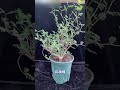 块根植物热门推荐3 沙漠苏木senna meridionalis【小新玩儿个球】