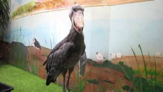 めっちゃさわれる動物園　ハシビロコウ