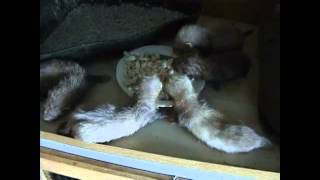 Baby Ferrets eating meat, 4 weeks old