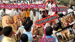 ఒక్క జాత ఎద్దుల కోసం పొర పోటీ  బేరం //Yemmiganur Market// 1,50,000