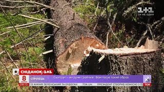 Знищення дерев у Карпатах: екологічна катастрофа