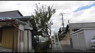 道路に食み出た梅の木の枝伐採