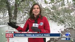 Broken tree limbs and branches